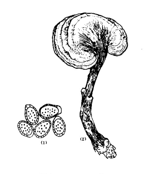 Natural compounds from  Ganoderma lucidum